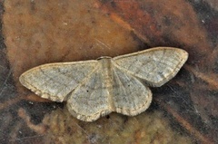 Bueengmåler (Idaea straminata)