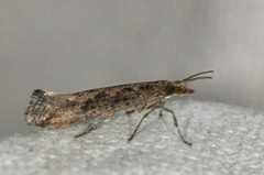 Diamond-back Moth (Plutella xylostella)