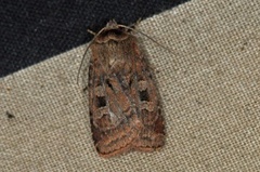 Small Square-spot (Diarsia rubi)