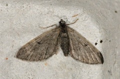 Furudvergmåler (Eupithecia indigata)