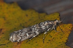 Dark Pine Knot-horn (Dioryctria abietella)