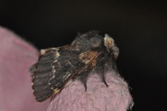 December Moth (Poecilocampa populi)