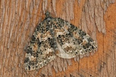 Autumn Green Carpet (Chloroclysta miata)