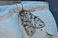 Grått hakefly (Polia nebulosa)