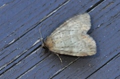Small Dotted Buff (Photedes minima)
