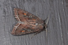 Bright-line Brown-eye (Lacanobia oleracea)