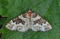 Broken-barred Carpet (Electrophaes corylata)