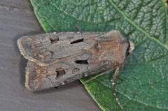 Heart and Dart (Agrotis exclamationis)