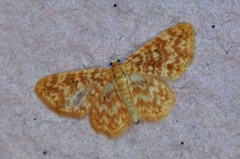 Small Yellow Wave (Hydrelia flammeolaria)