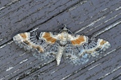 Revebjelledvergmåler (Eupithecia pulchellata)