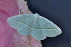 Light Emerald (Campaea margaritaria)