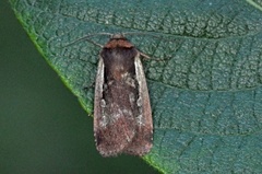 Flame Shoulder (Ochropleura plecta)