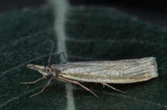 Yellow Satin Veneer (Crambus perlella)