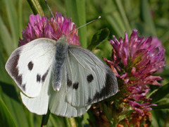 Stor kålsommerfugl (Pieris brassicae)