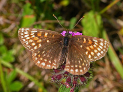 Mørk rutevinge (Melitaea diamina)