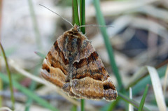 Brunt slåttefly (Euclidia glyphica)