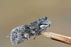 Softly's Shoulder-knot (Lithophane consocia)