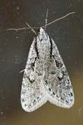 Semioscopis avellanella