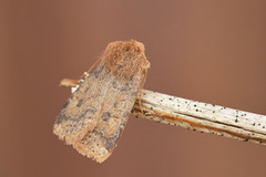 Variabelt flatfly (Conistra vaccinii)