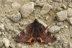 Orange Underwing (Archiearis parthenias)
