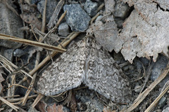 Early Tooth-striped (Trichopteryx carpinata)