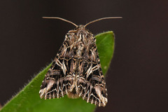 Fiolett heifly (Anarta colletti)