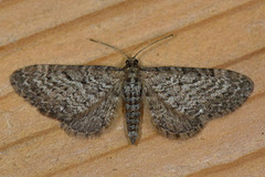 Einerdvergmåler (Eupithecia intricata)