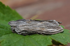 Svevehettefly (Cucullia lucifuga)