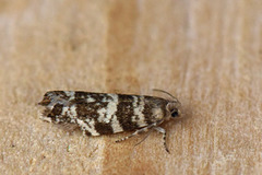 Common Spruce Bell (Epinotia tedella)