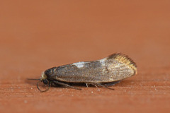 Pale Feathered Bright (Incurvaria pectinea)