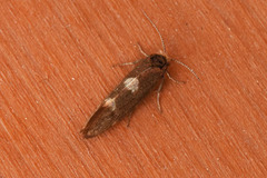Pale Feathered Bright (Incurvaria pectinea)