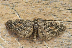 Rustdvergmåler (Eupithecia icterata)