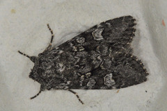 Glaucous Shears (Papestra biren)