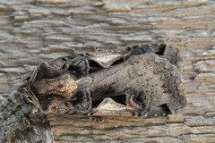 Setaceous Hebrew Character (Xestia c-nigrum)