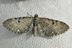 Brun dvergmåler (Eupithecia absinthiata)