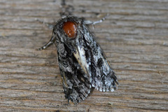 Broket kveldfly (Acronicta auricoma)