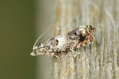 Øyekveldvikler (Epinotia subocellana)