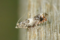 White Sallow Bell (Epinotia subocellana)