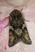 Beautiful Brocade (Lacanobia contigua)