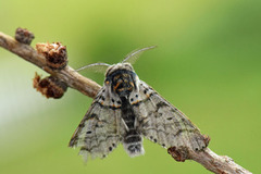 Liten gaffelstjert (Furcula furcula)