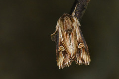 Purple Cloud (Actinotia polyodon)