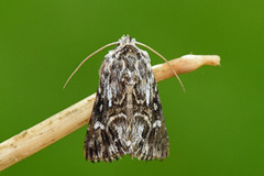 Torskemunnfly (Calophasia lunula)