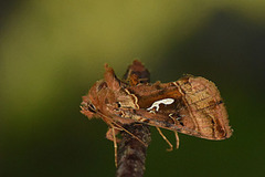 Gyllenbrunt metallfly (Autographa macrogamma)