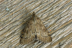 Dusky Pearl (Udea prunalis)