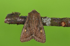 Bright-line Brown-eye (Lacanobia oleracea)