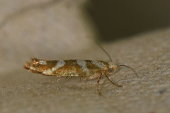 Oreblomstmøll (Argyresthia goedartella)