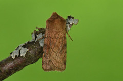 Six-striped Rustic (Xestia sexstrigata)