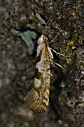 Gold Rowan Argent (Argyresthia sorbiella)