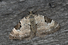 Pretty Pinion (Perizoma blandiata)