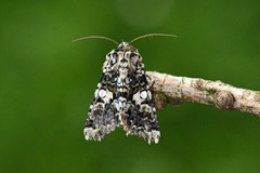 Hvitflekknellikfly (Hadena confusa)